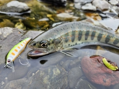 アマゴの釣果