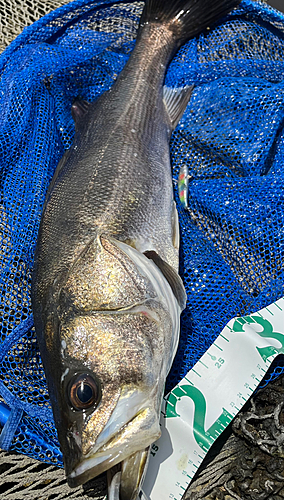 シーバスの釣果