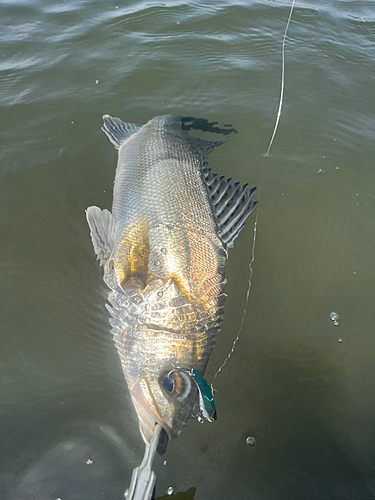 シーバスの釣果