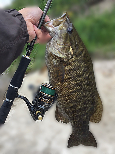 スモールマウスバスの釣果