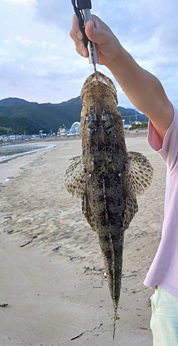 ワニゴチの釣果