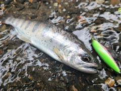 アマゴの釣果