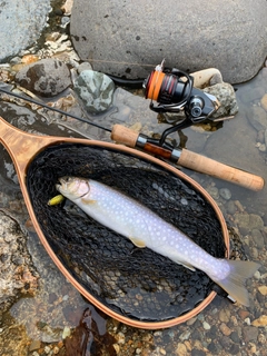 アメマスの釣果