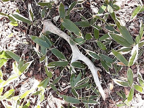 オショロコマの釣果