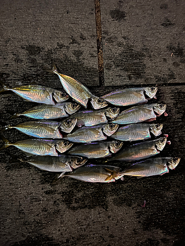 アジの釣果