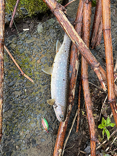 イワナの釣果