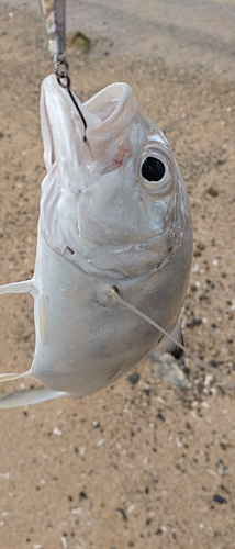 ギンガメアジの釣果