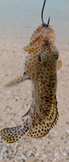 カンモンハタの釣果