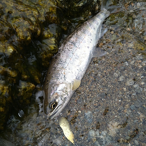 アマゴの釣果