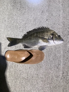 ミナミクロダイの釣果