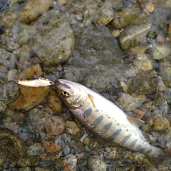 アマゴの釣果