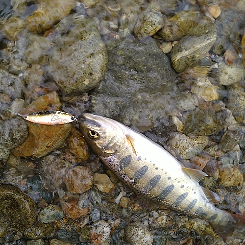 アマゴの釣果