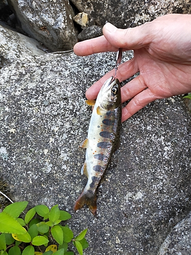 アマゴの釣果