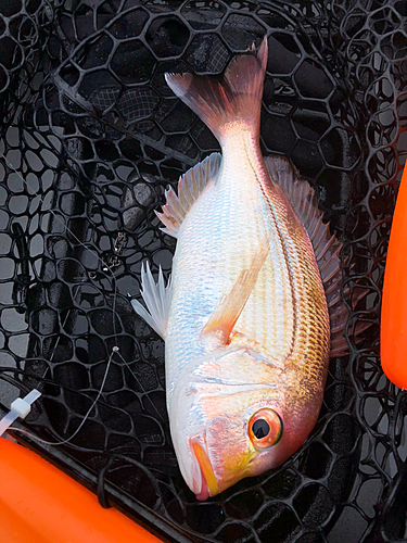 レンコダイの釣果