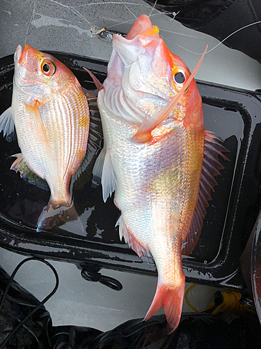 レンコダイの釣果