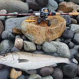 フリューゲルの釣果