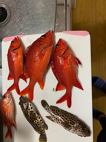 オニアジの釣果