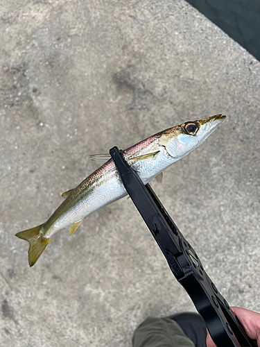 カマスの釣果