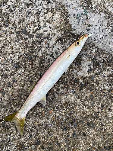 カマスの釣果