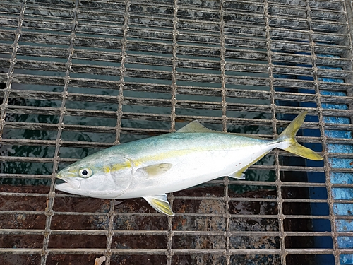 ハマチの釣果