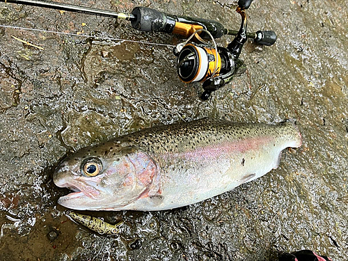 ニジマスの釣果