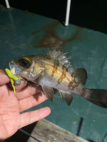 メバルの釣果