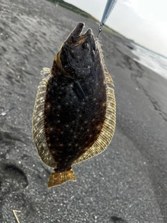 ソゲの釣果