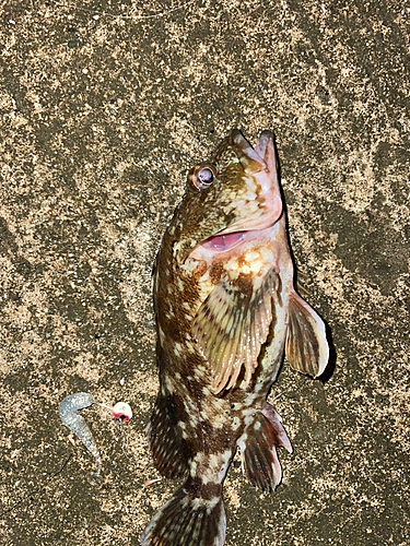 カサゴの釣果