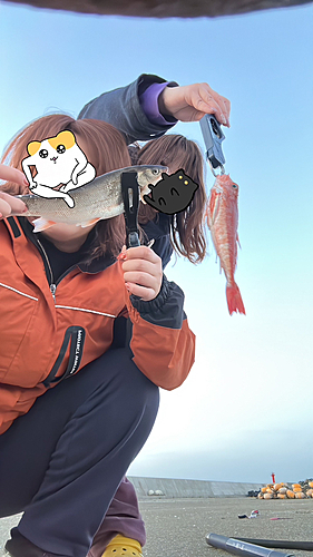 ウグイの釣果