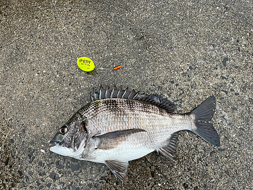 チヌの釣果