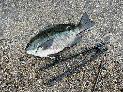 クロの釣果