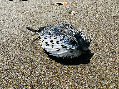 ハリセンボンの釣果