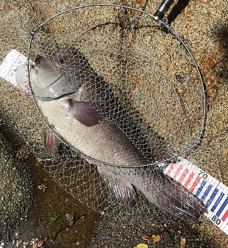 コブダイの釣果