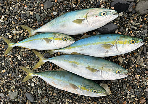 イナダの釣果