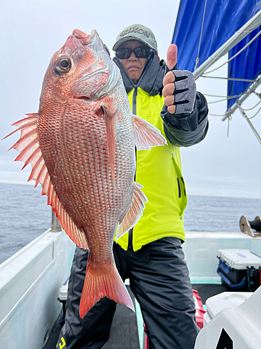 マダイの釣果