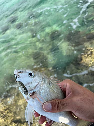 マトフエフキの釣果