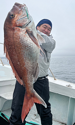 マダイの釣果