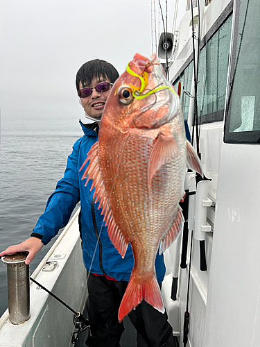 マダイの釣果