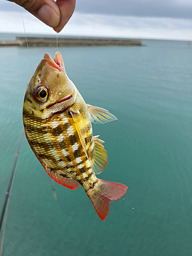 釣果