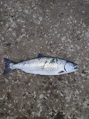 サクラマスの釣果