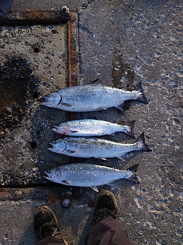 サクラマスの釣果