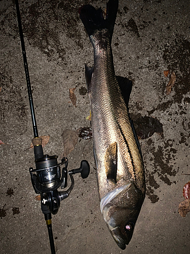 シーバスの釣果