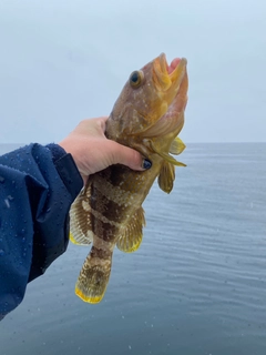 アオハタの釣果