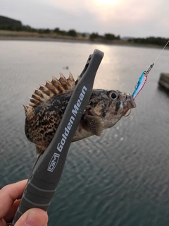 ソイの釣果