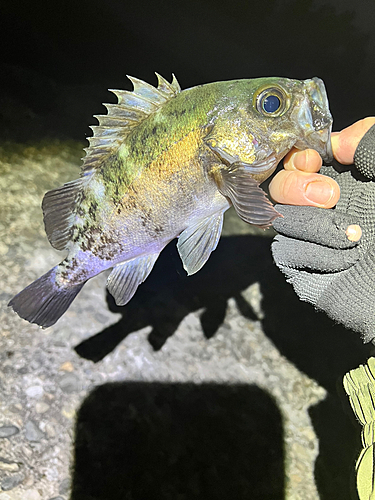 メバルの釣果