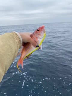 ソコイトヨリの釣果