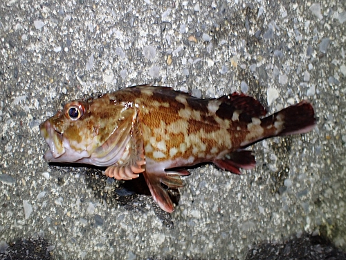 カサゴの釣果