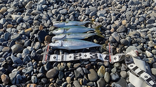 サバの釣果