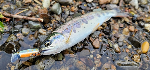 アマゴの釣果