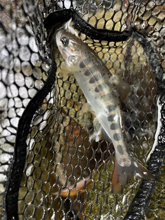 アマゴの釣果